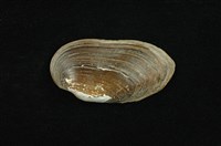 藏品(石蚌)的圖片